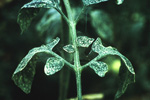 Damage caused by spider mites - an important target for control with biopesticides