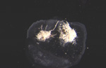 Spidermites infected with Beauveria