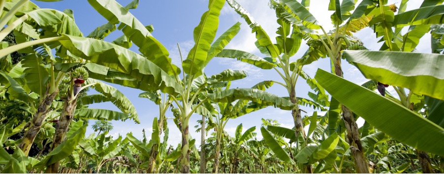 Image of banana plantation 