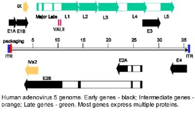 Human adenovirus 5 genome