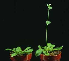 Arabidopsis in SD and LD