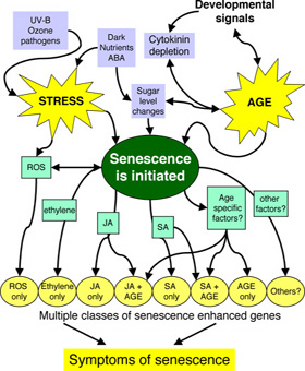 model of senescence signalling pathway