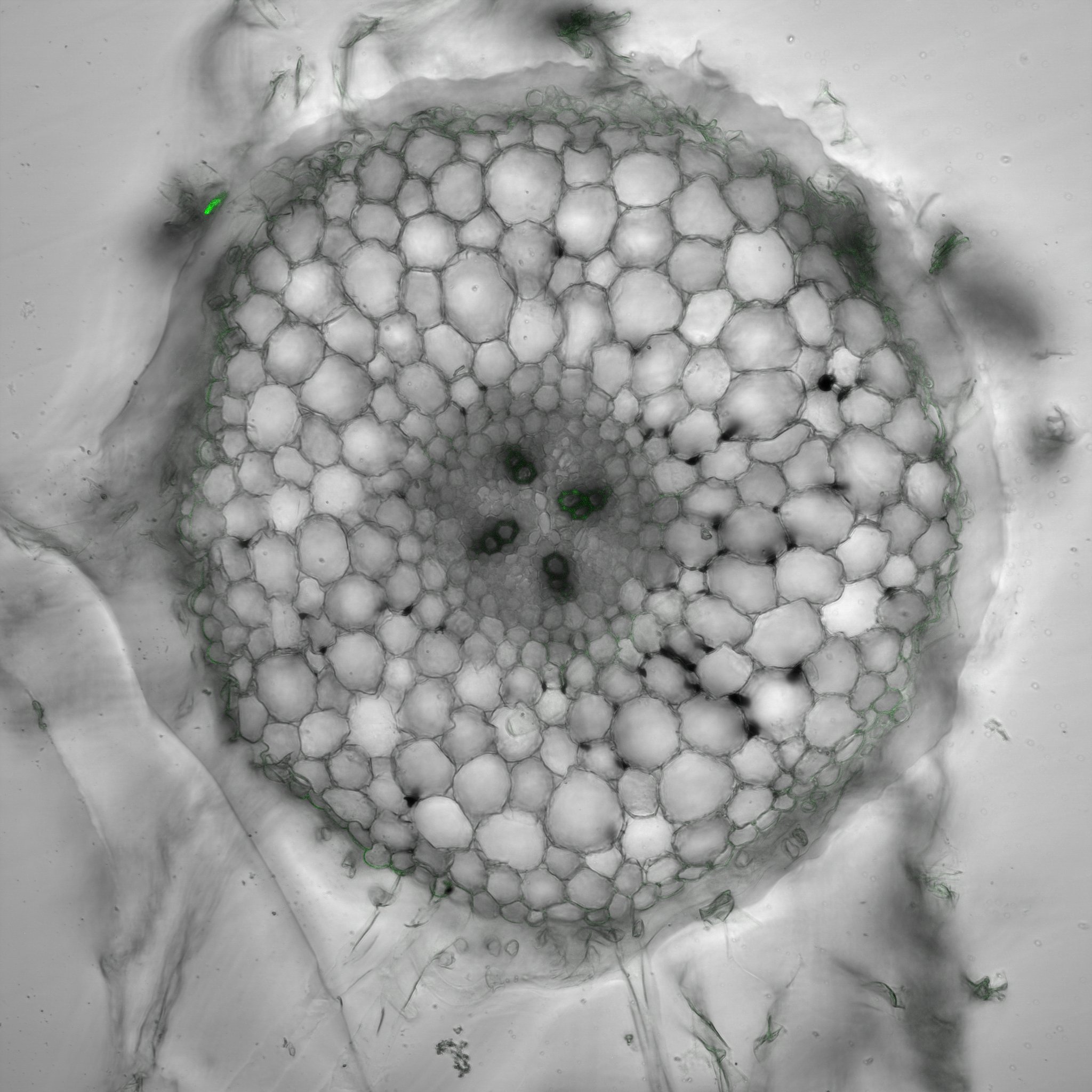 A cross-section of the elongation zone of a Medicago truncatula root viewed at 250 times magnification on a confocal microscope