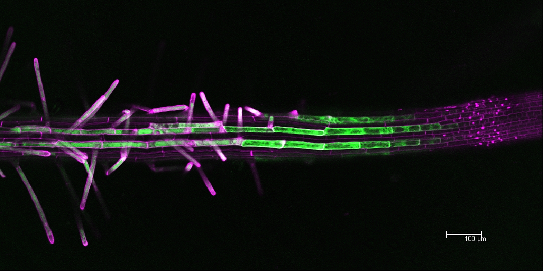 Sorted GFP labelled Arabidopsis protoplasts