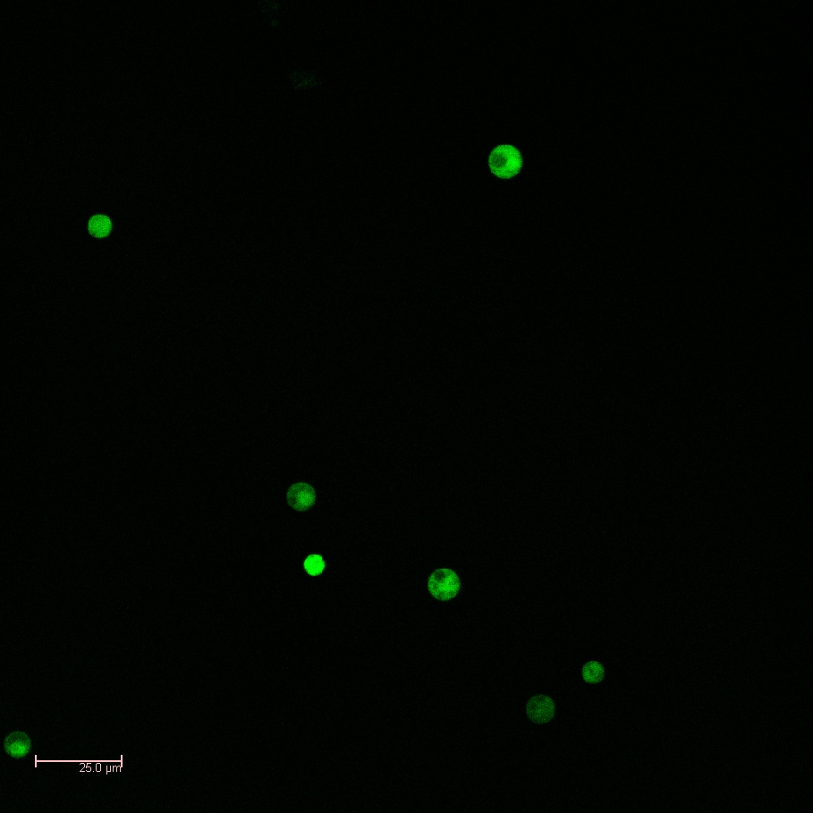 Trichoblast GFP labelled Arabidopsis root