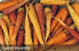 carrot diversity