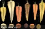 Carrot diversity