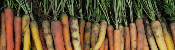 Carrot Diversity