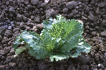 A lettuce plant in the field showing symptoms of lettuce big-vein disease