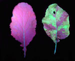 Brassica leaves, on the right infected by Turnip mosaic virus expressing the green fluorescent protein (GFP) and a healthy leaf on the left, as seen in ultraviolet light