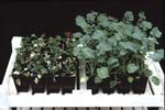 Brassica plants challenged with Turnip mosaic virus showing susceptible plants (left) and resistant plants (right) possessing the resistance gene TuRB01