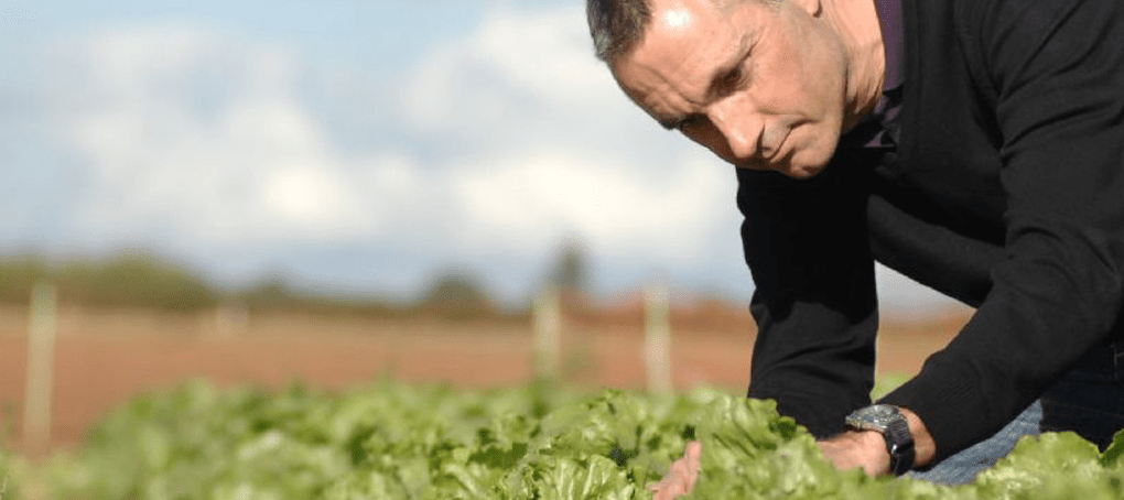 Researcher in a field of lettuce