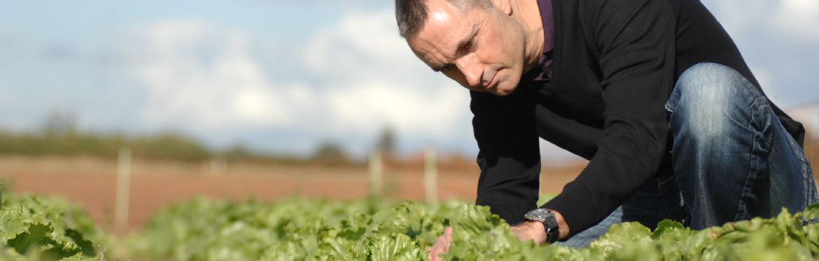 Researcher looking at lettuce in the field