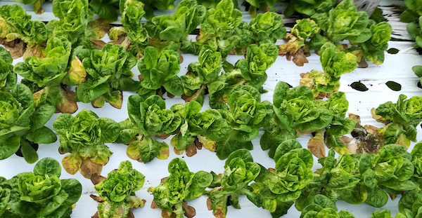 Lettuce affected by wilt disease caused by Fusarium oxysporum