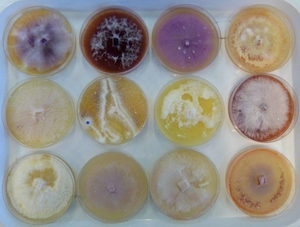 Fusarium pathogenic fungi on agar