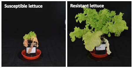 Resistant lettuce