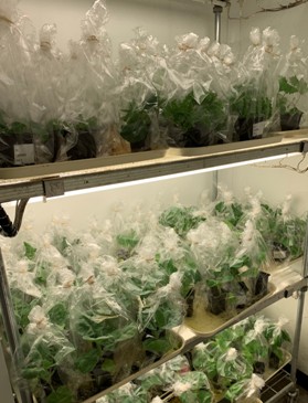 aphid population development experiment assessing different Brassica accessions for partial resistance to cabbage aphid