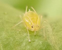 Currant Lettuce Aphid