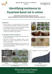 Identifying Resistance to Fusarium Basal Rot in Onion