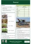 Peanut