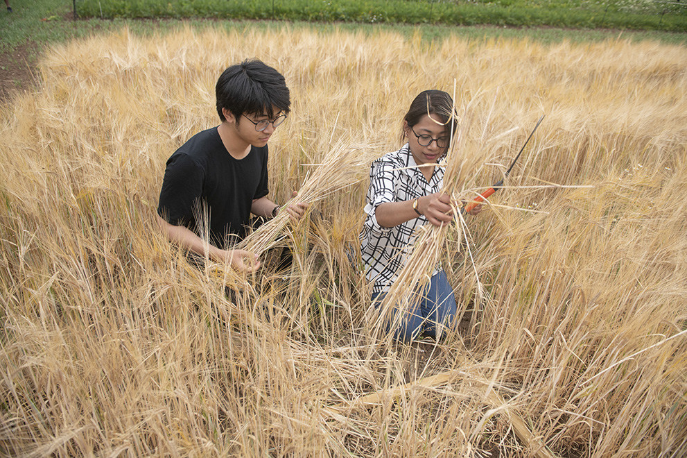 Two students harvesting spring barley