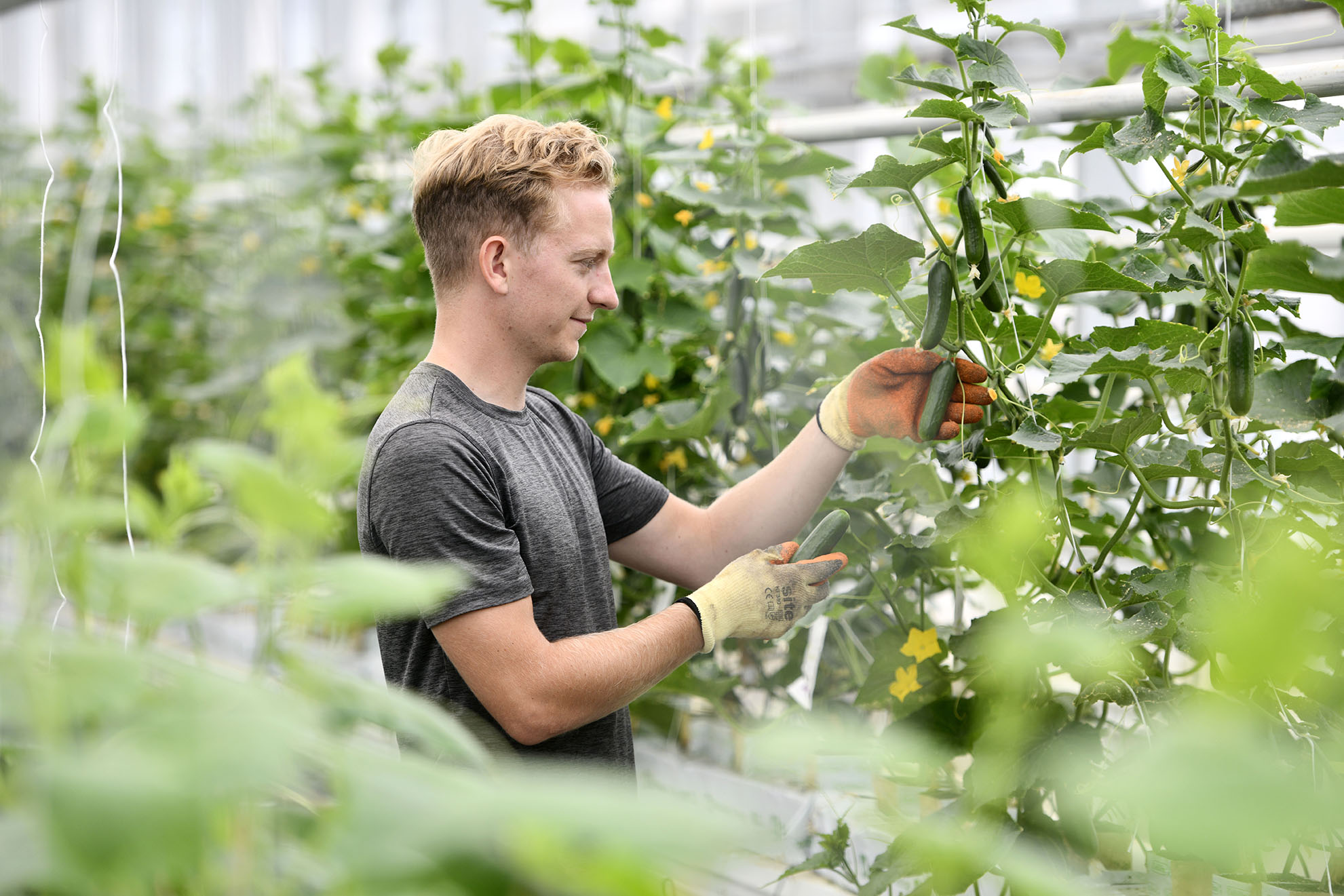 Researcher checking cucumber growth