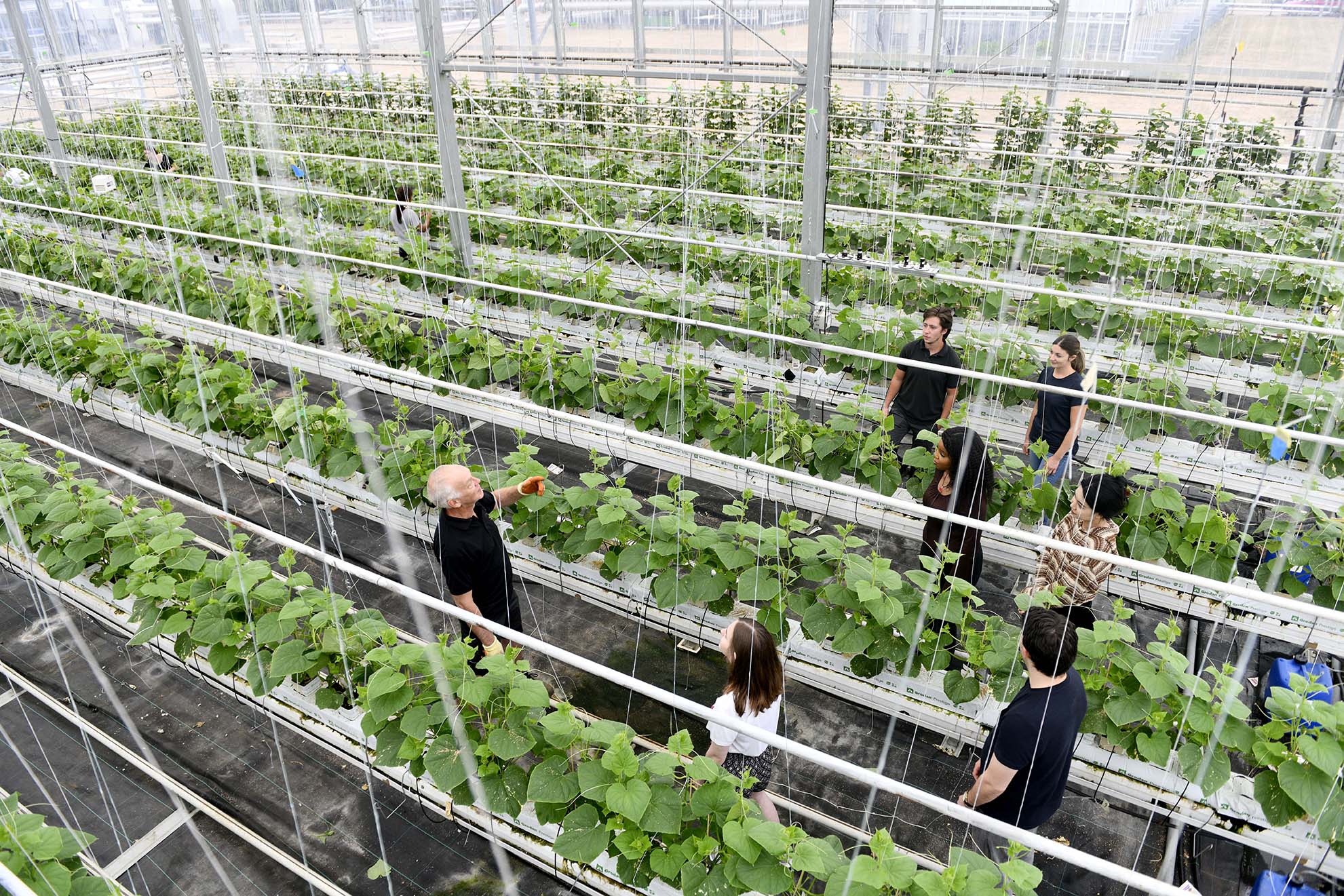 View of plants and researchers from above