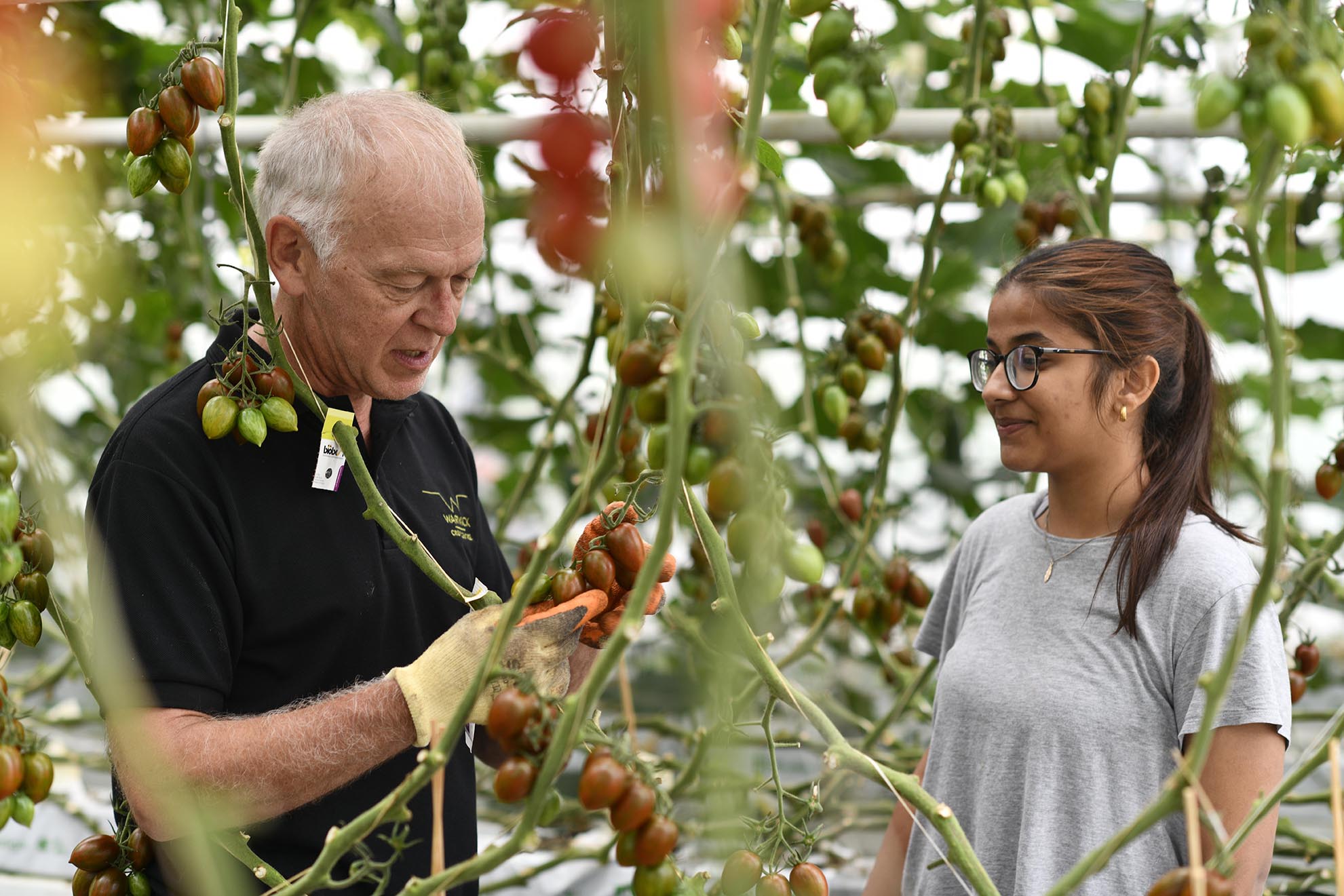 Researchers looking at tomatoes