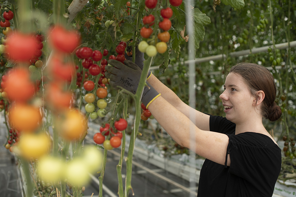 Assessing tomato crop