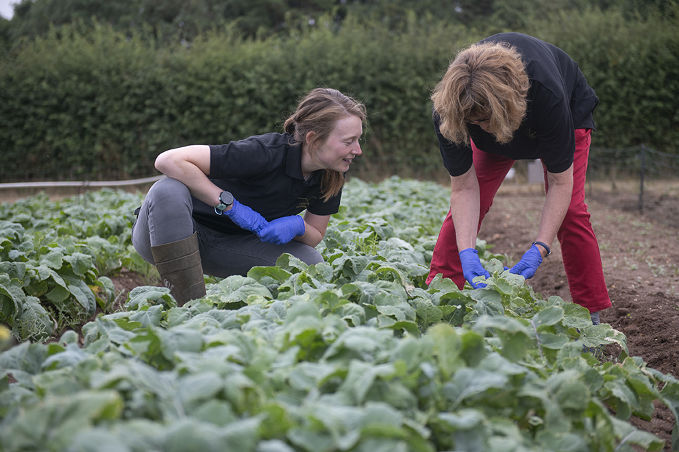 Checking brassicas for pest damage