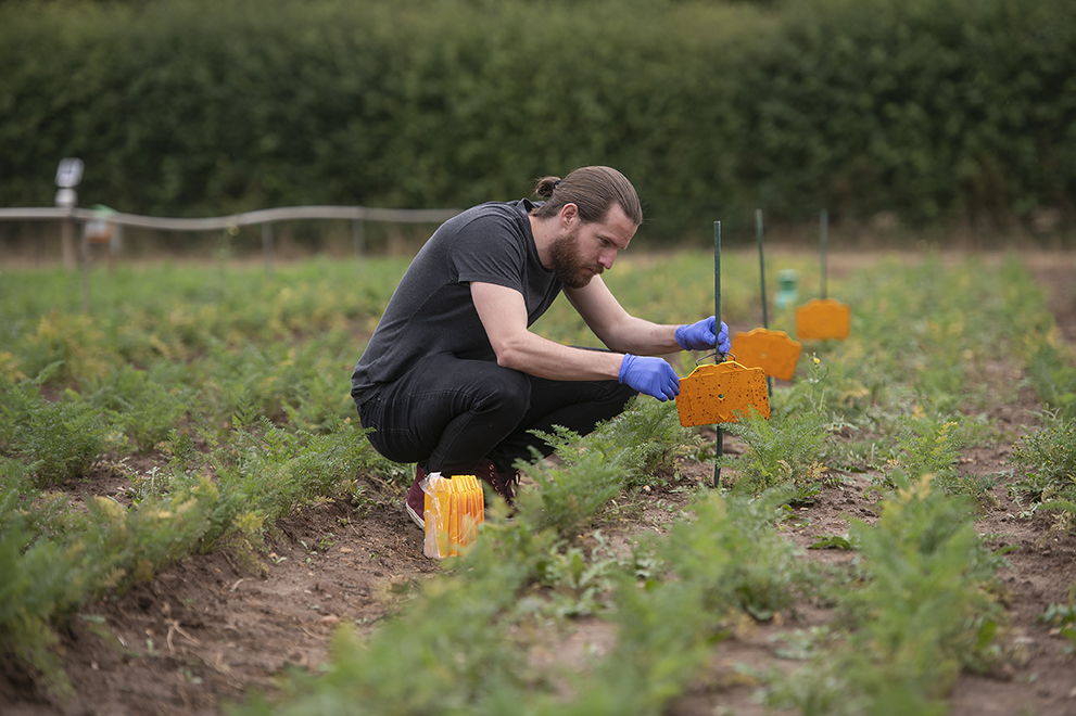 orange sticky traps for carrot fly