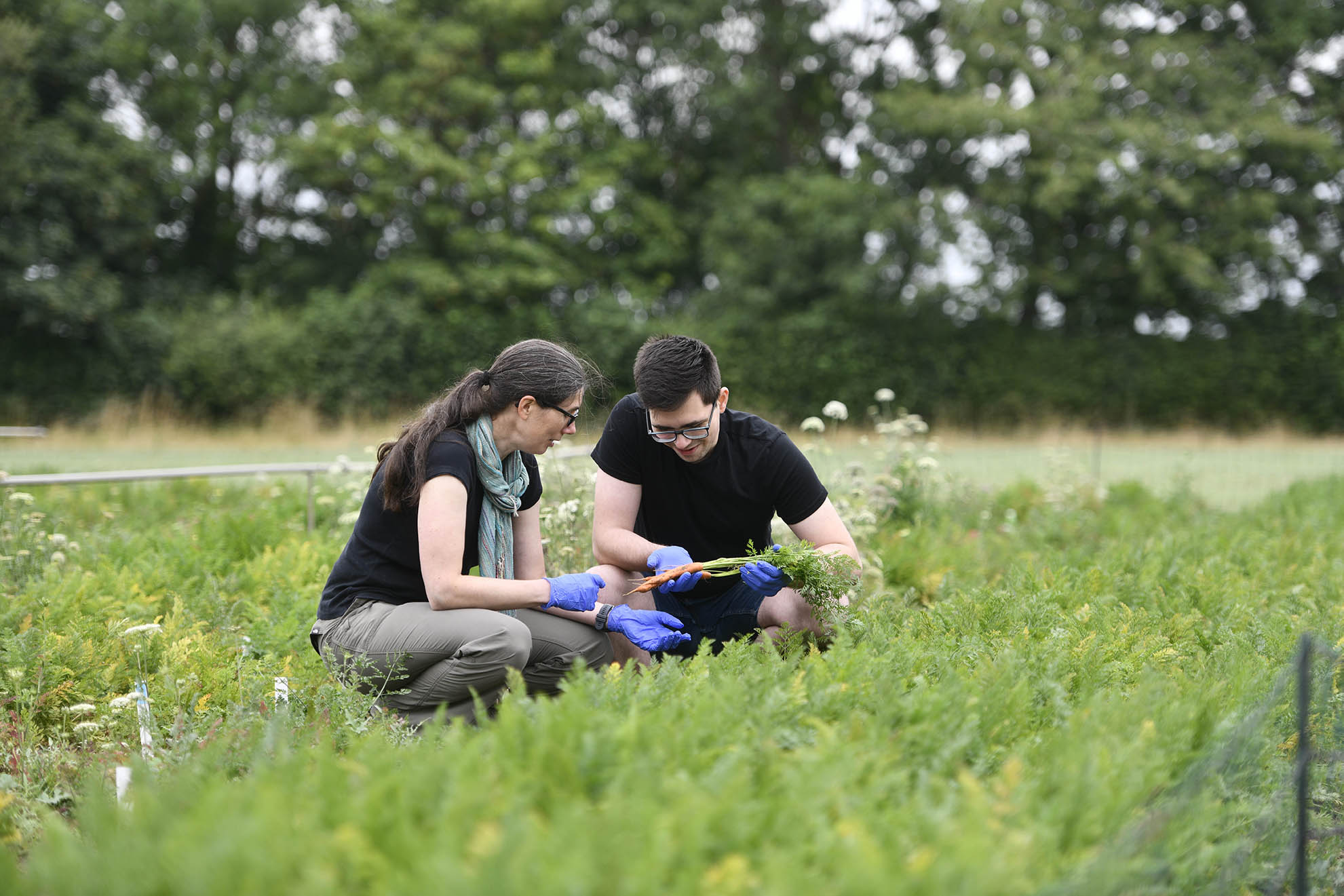 Researchers assessing carrots in the field