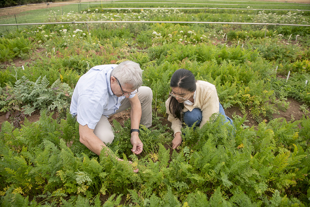 Assessing aphids on carrots