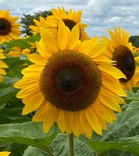 Image of sunflower in a field