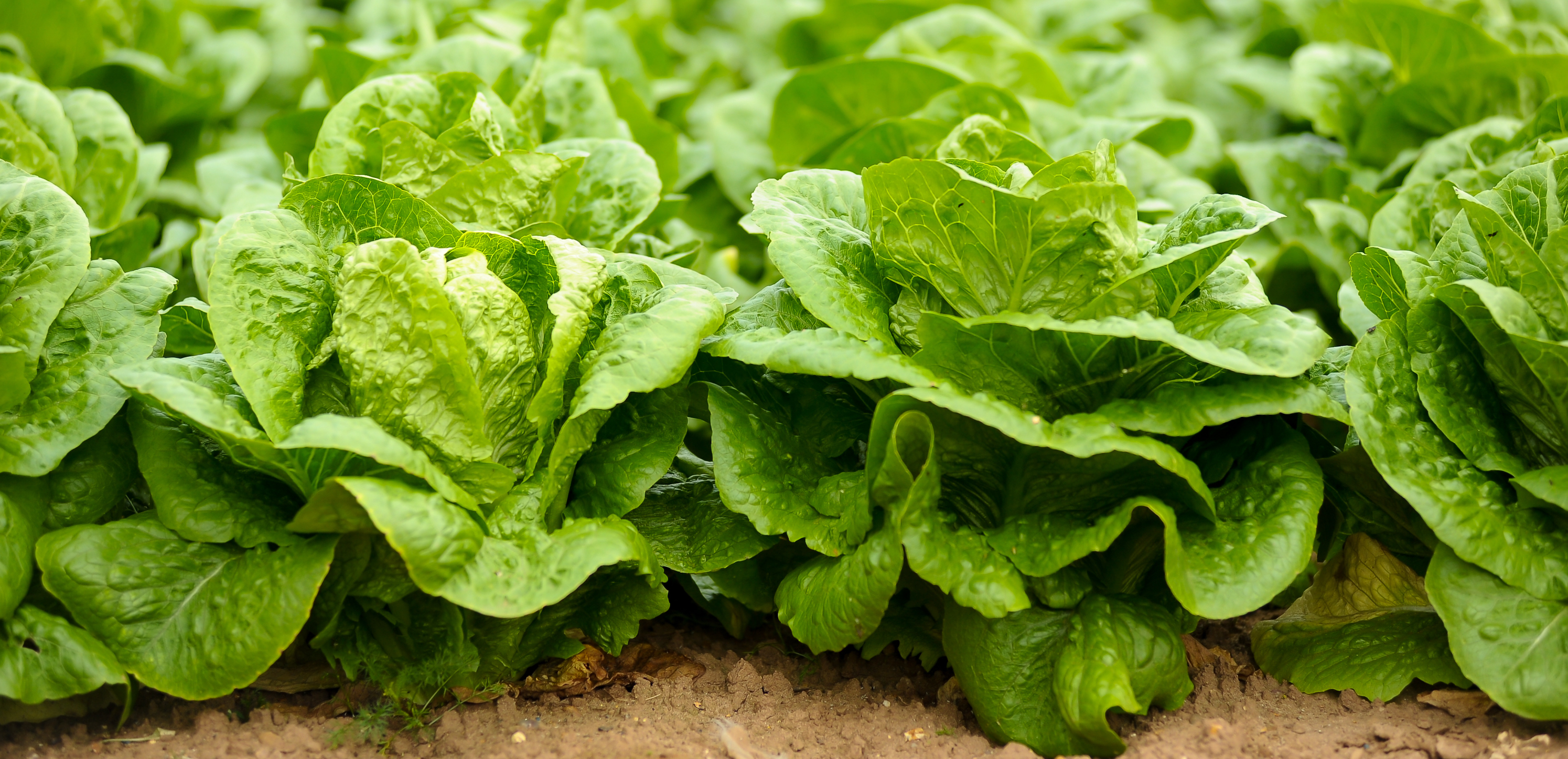 Lettuces growing in a field