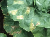 Lettuce with downy mildew