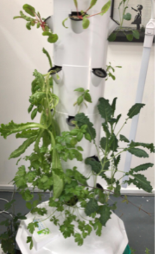 Hydroponic Garden Tower