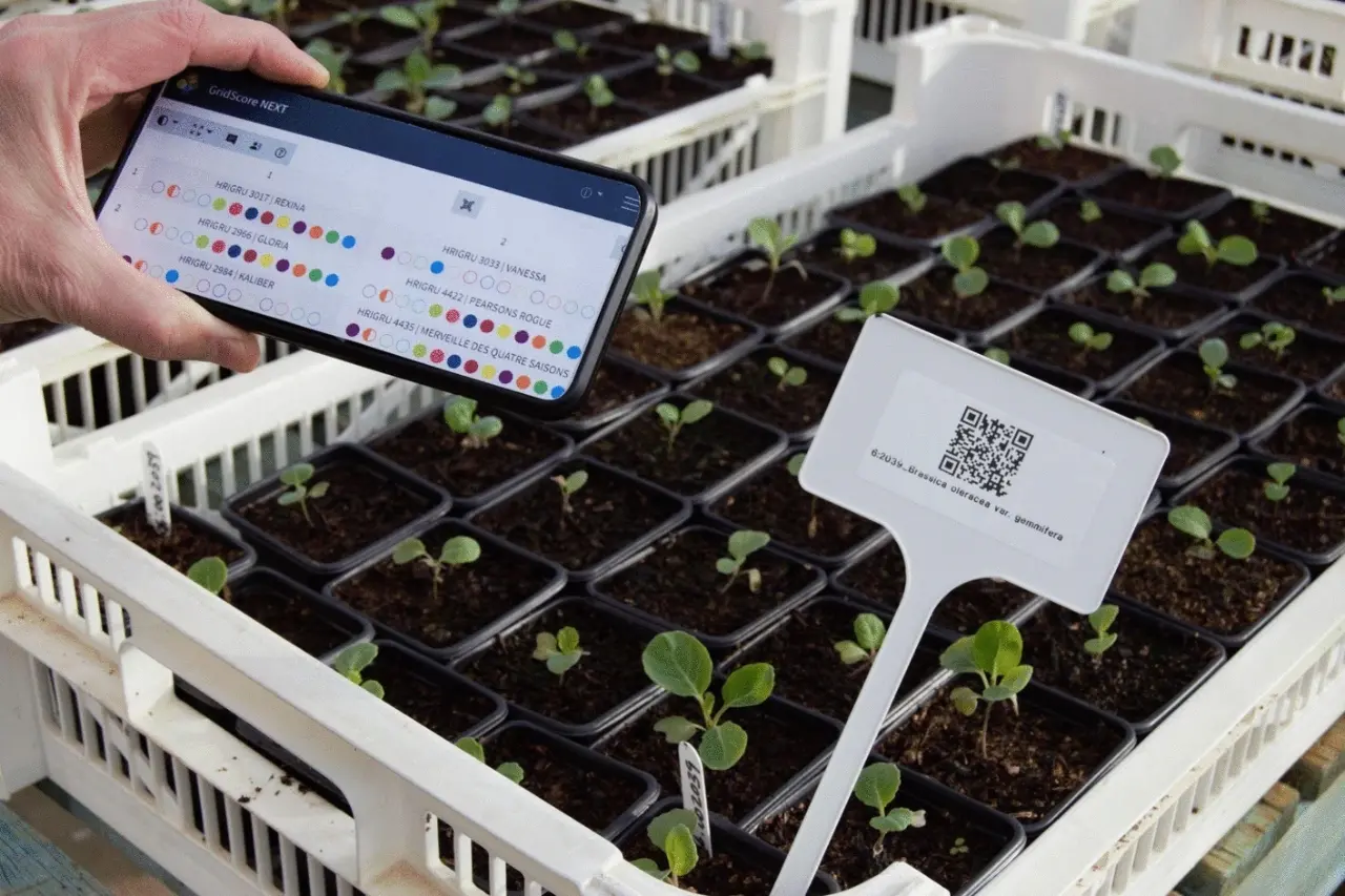 Plant data being recorded using the GridScore NEXT software