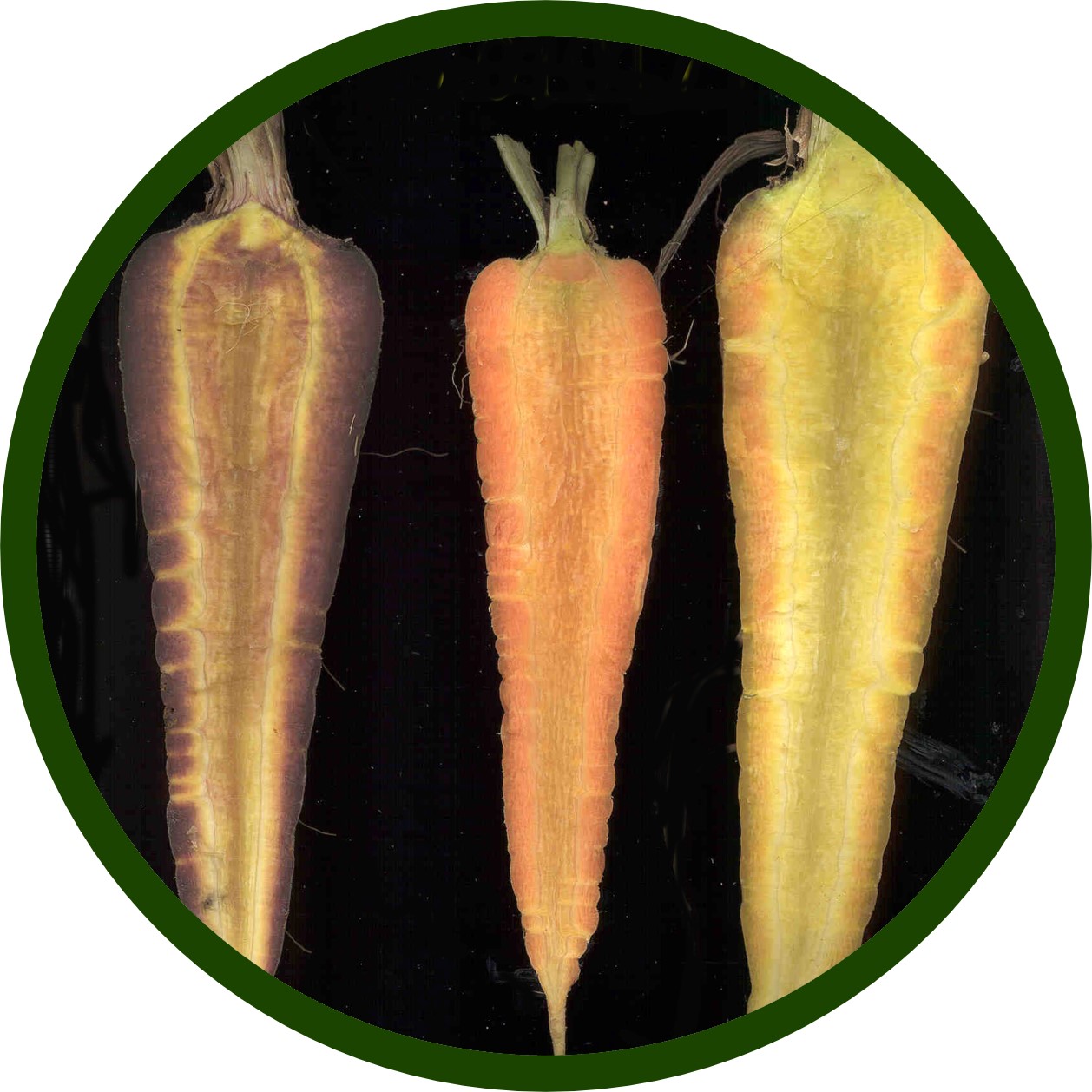 Three different coloured carrots