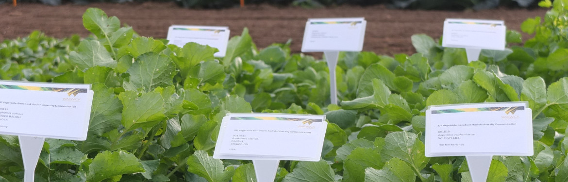 Radish plants labelled in a field