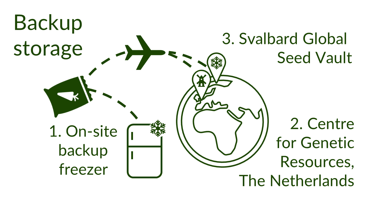 Infographic: Icon: Seed packet with arrows leading out to 1. a freezer. 2. A plane, then splitting out to two pin points on a globe with one containing a windmill (representing The Netherlands), the other containing a snowflake (representing the Svalbard Global Seed Vault). Text: Backup storage. 1. Onsite backup freezer, 2 Centre for genetic resources The Netherlands, 3. Svalbard Global Seed Vault