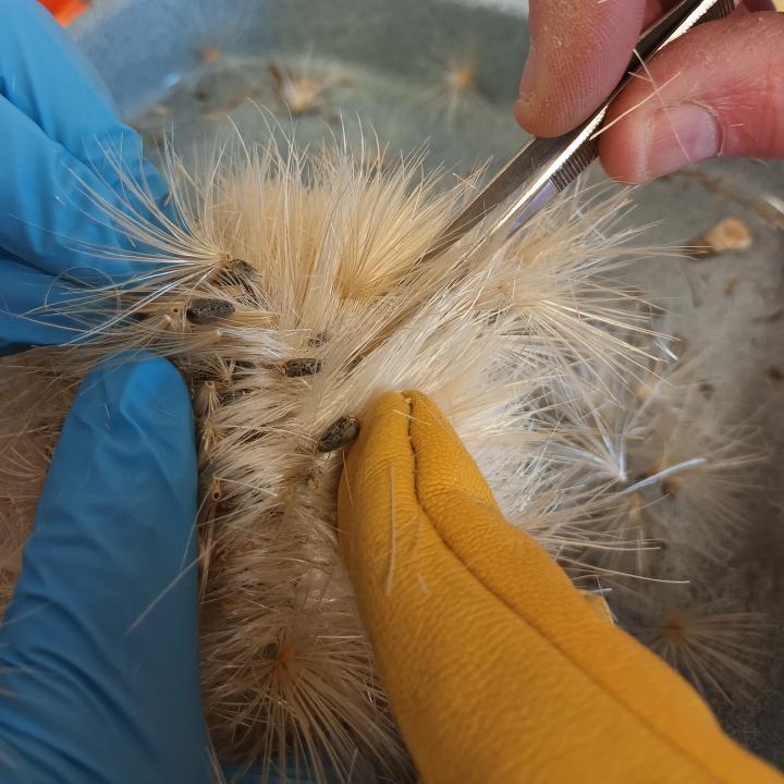 Two pairs of hands in gloves use tweezers to extract seed from a large Cardoon seed head