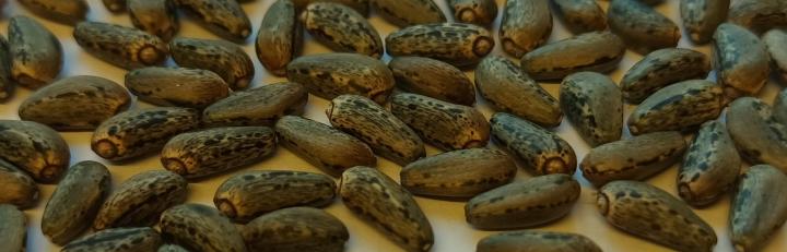 Cardoon seed in a tray