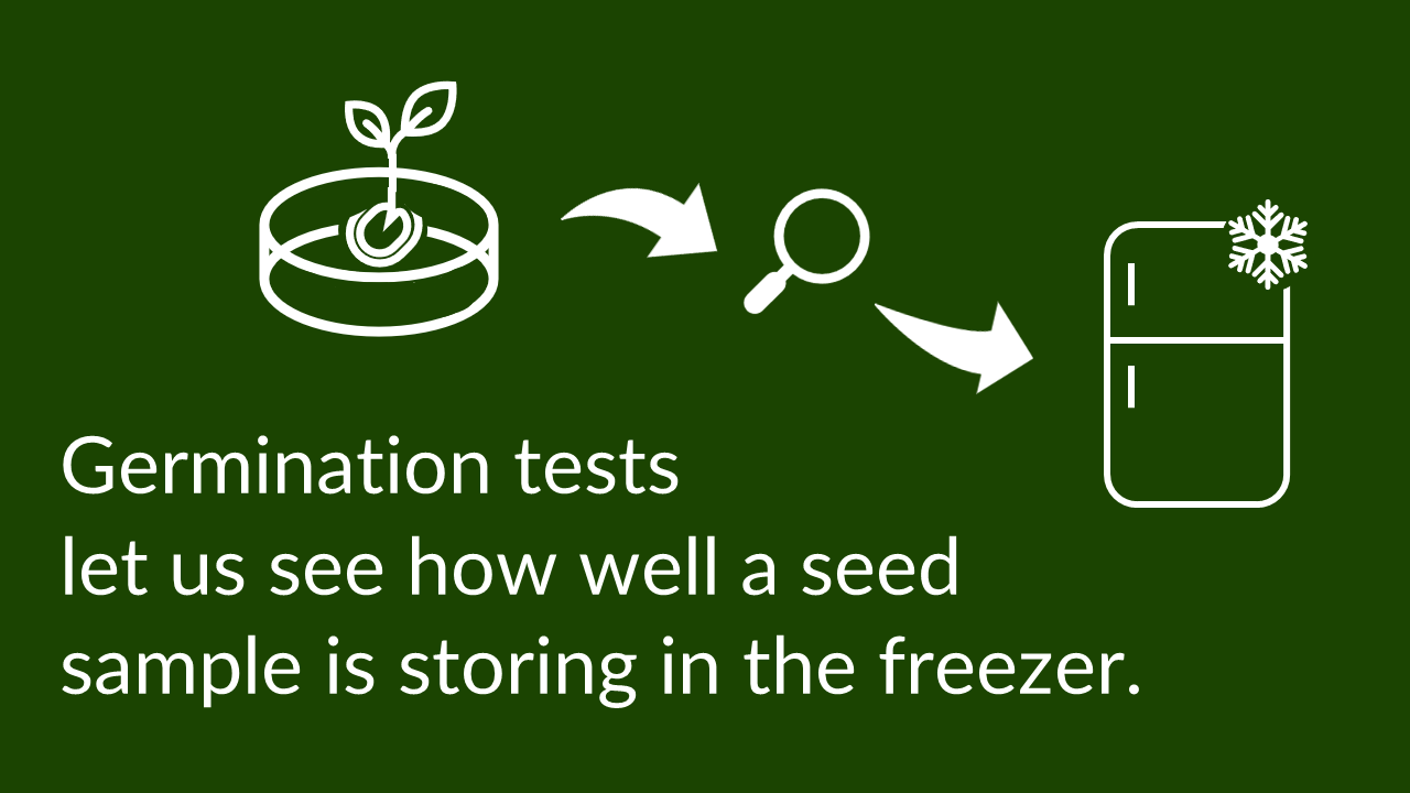 Infographic: Icon: Arrow pointing from seed germinating in petri dish to magnifying glass, arrow pointing from magnifying glass to freezer. Text: Germination tests let us see how well a seed sample is storing in the freezer