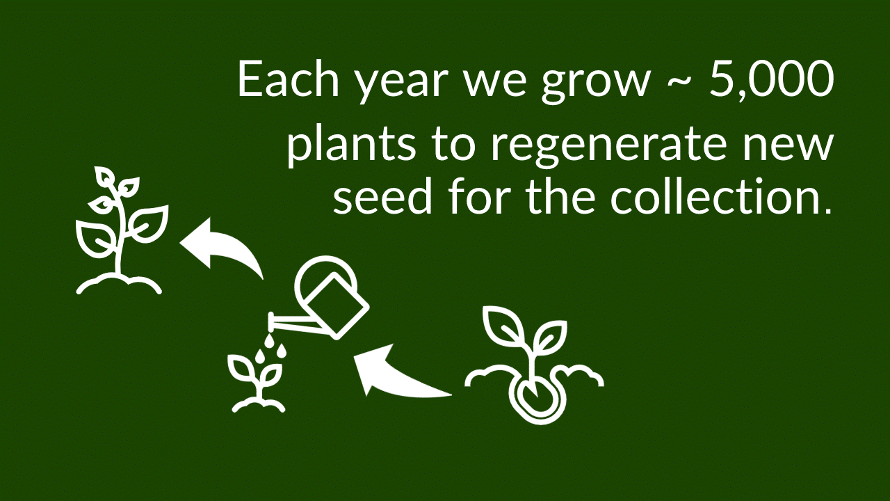 Infographic: Icon: Arrow pointing from seedling to small plant being watered, arrow pointing from small plant being watered to fully grown plant. Text: Each year we grow ~5,000 plants to regenerate new seed for the collection.
