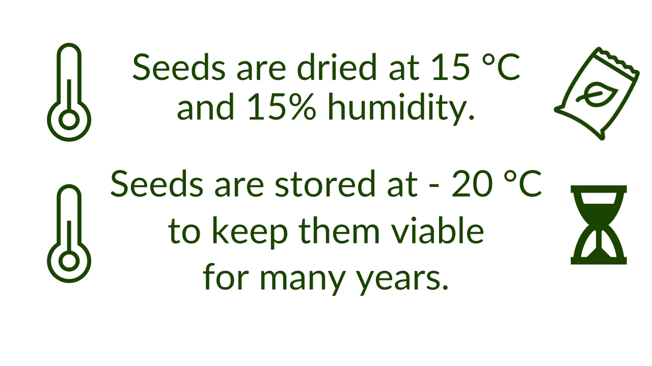 Infographic: Line 1. Icon of thermometer and seed packet: Seeds are dried at 15OC and 15% humidity. Line 2. Icon of thermometer and sand timer: Seeds are stored at -20OC to keep them viable for many years.