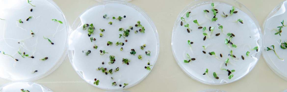 Petri dishes with germinating seedlings