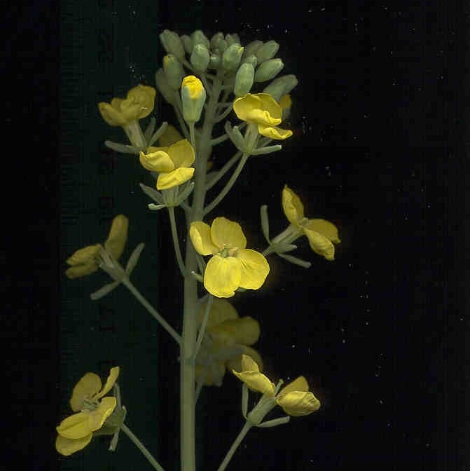 Brassica napus flower
