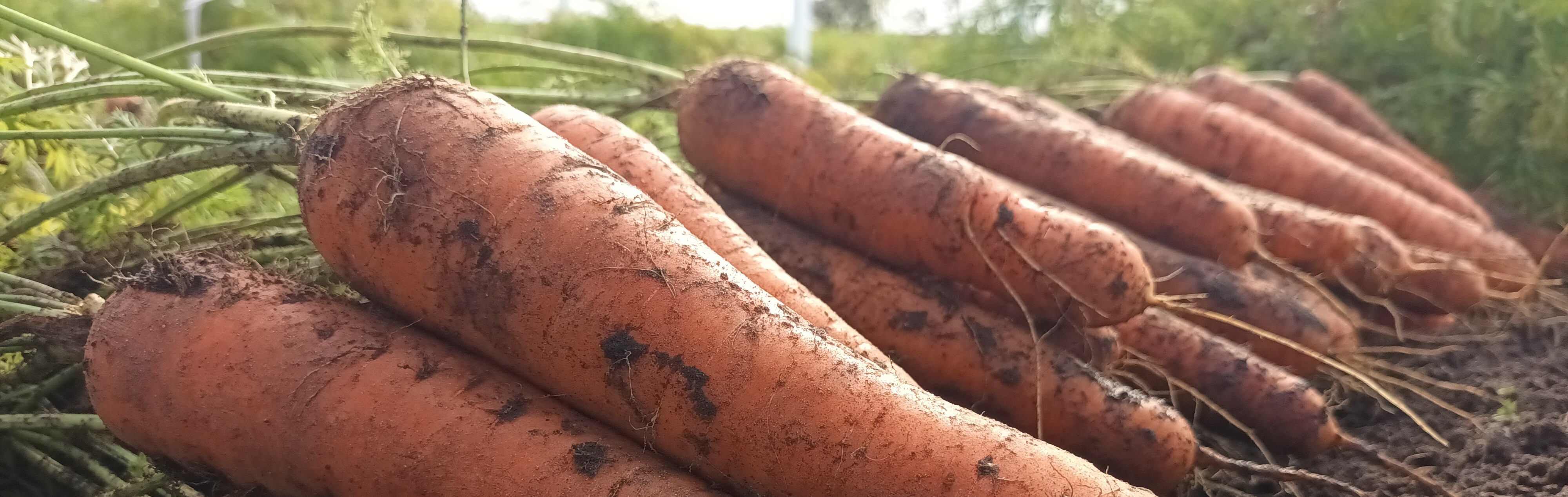 Carrots lying on the ground in a field