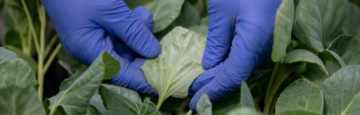 Two hands wearing blue nitrile gloves examine a Brassica leaf